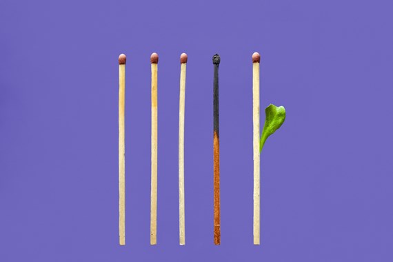 Matches burnt and growing leaves
